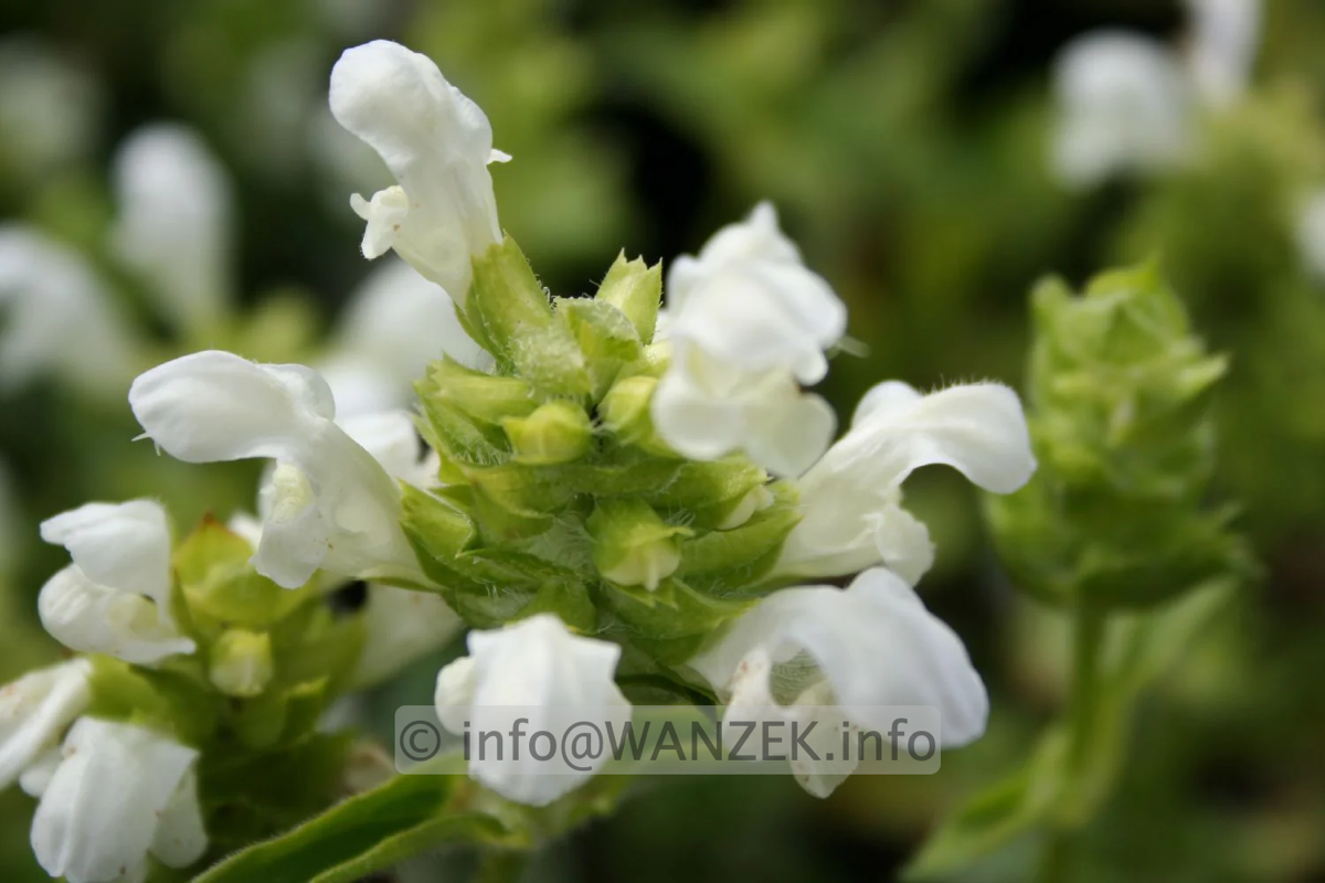 Prunella grandiflora Alba - nah.png